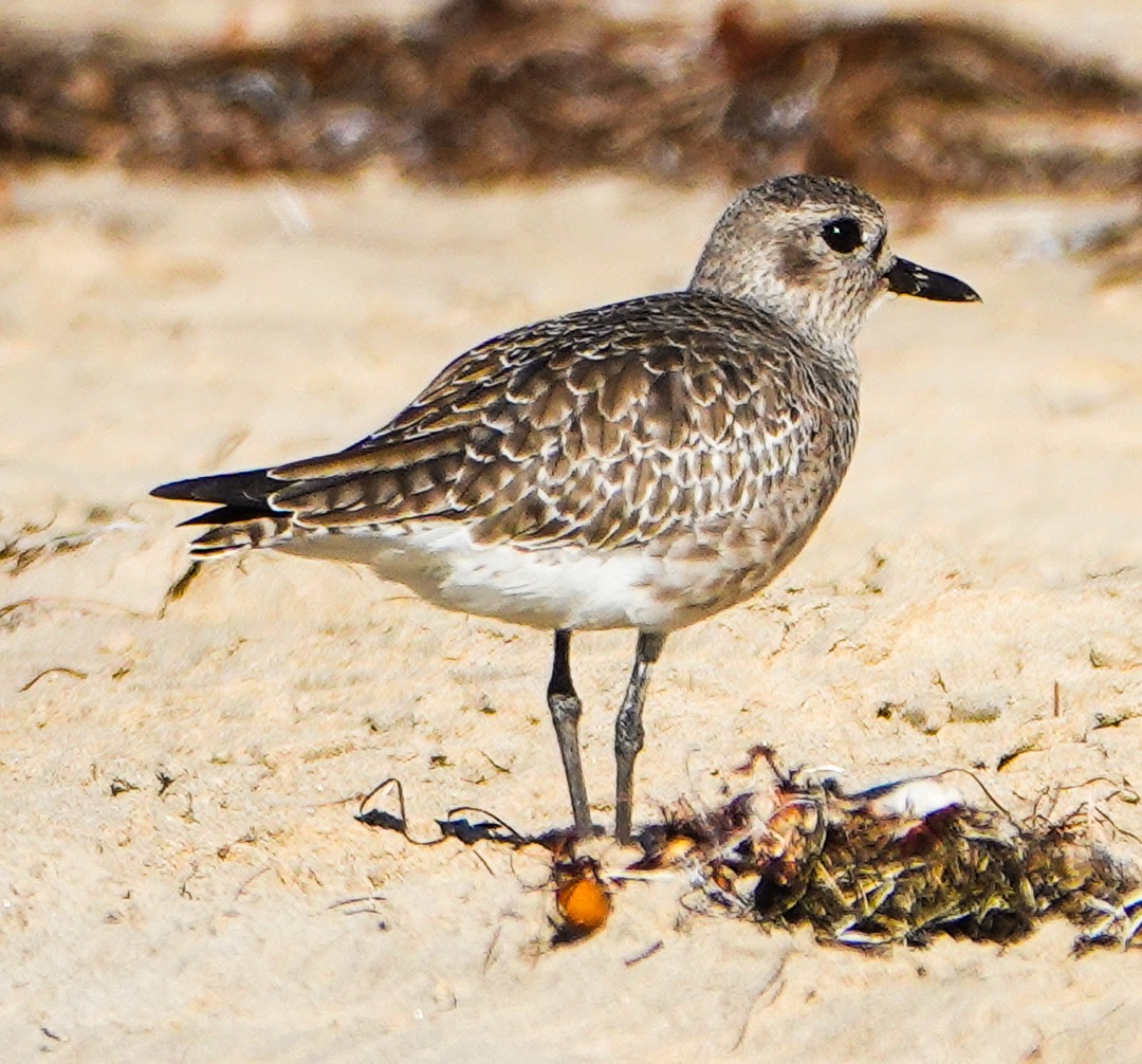 Black-bellied Plower-144.jpg