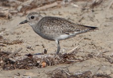 Black-bellied Plower-151.jpg