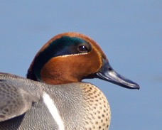 Green-winged Teal 5773.jpg