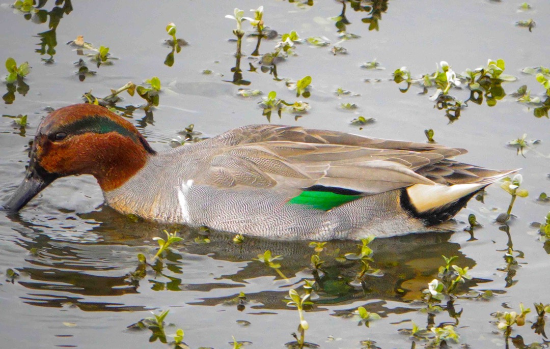Green-winged Teal male-62.jpg
