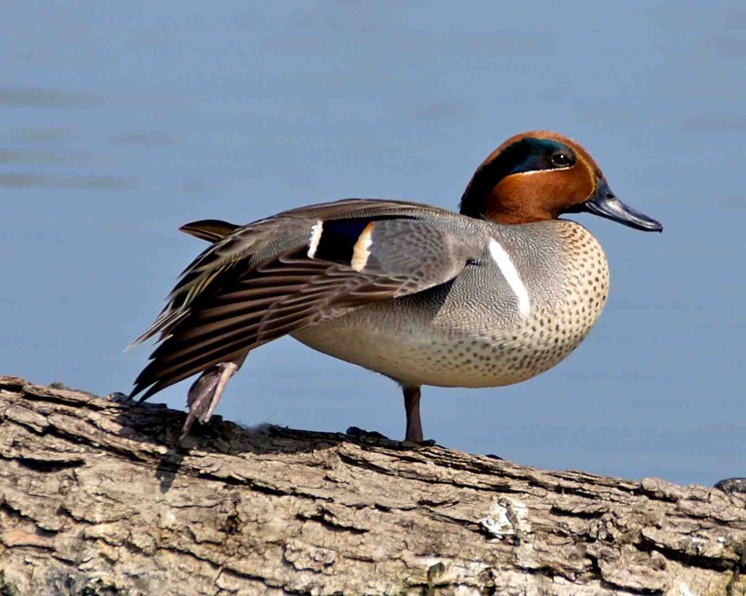 Green-winged Teal 5772.jpg