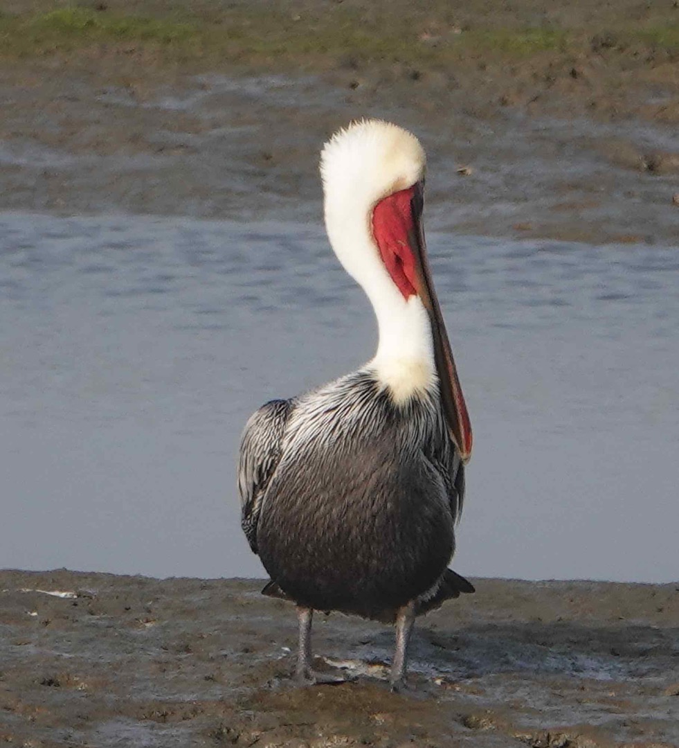 Bown Pelican-59.jpg