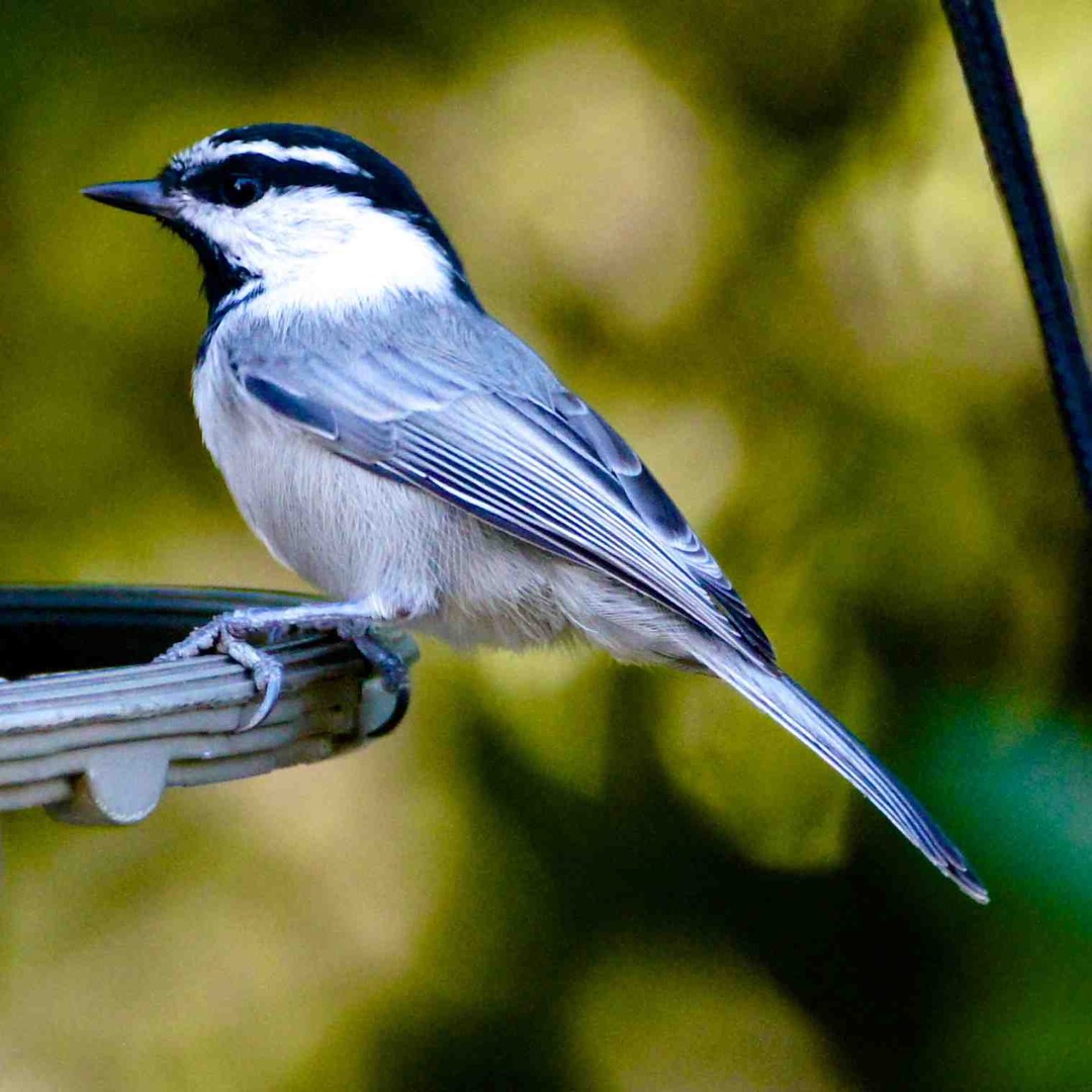 Mountain Chickadee 5194.jpg