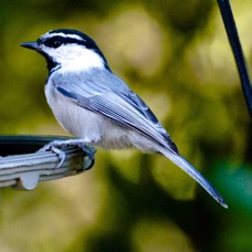 Mountain Chickadee 5194.jpg