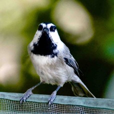 Mountain Chickadee 5209.jpg