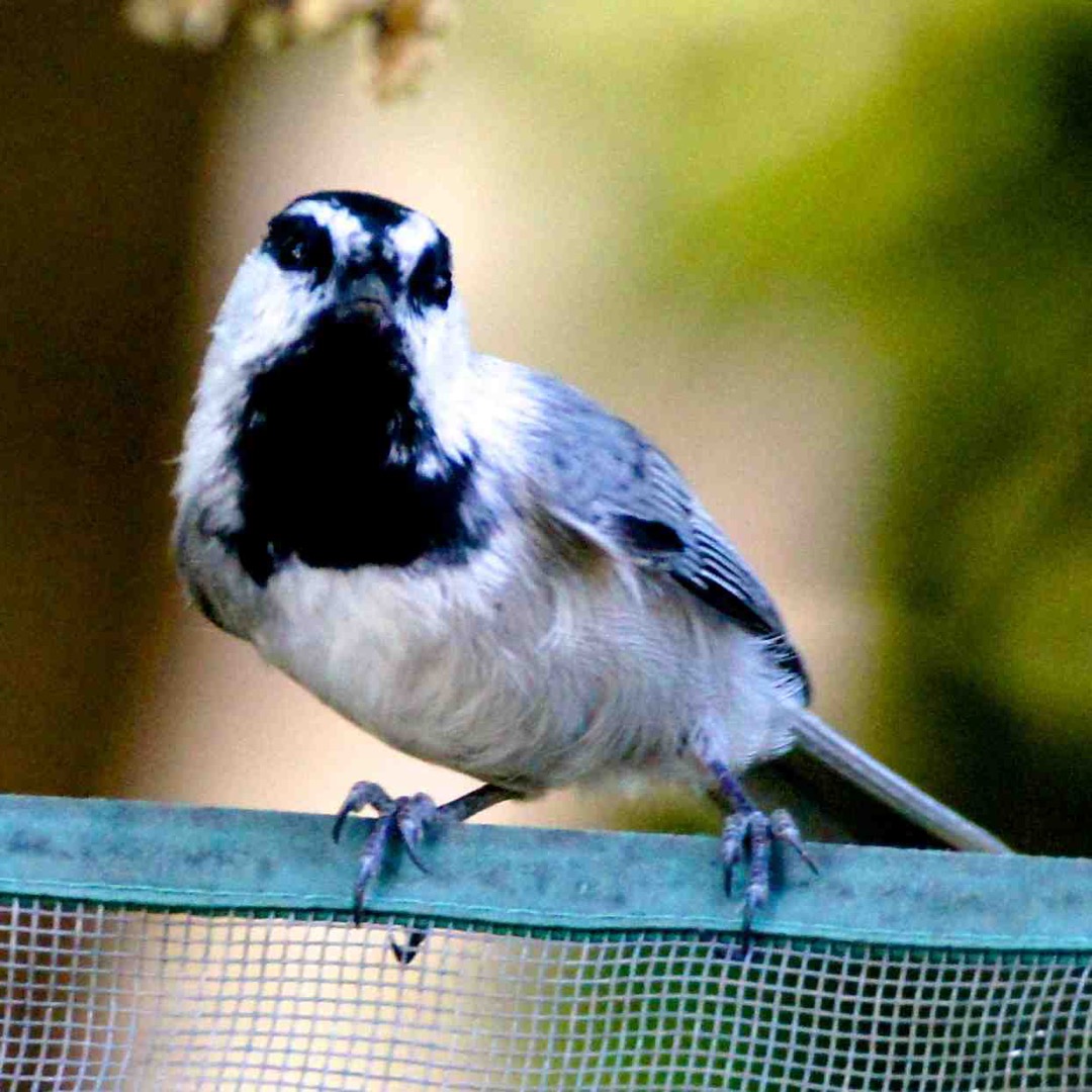 Mountain Chickadee 5214.jpg
