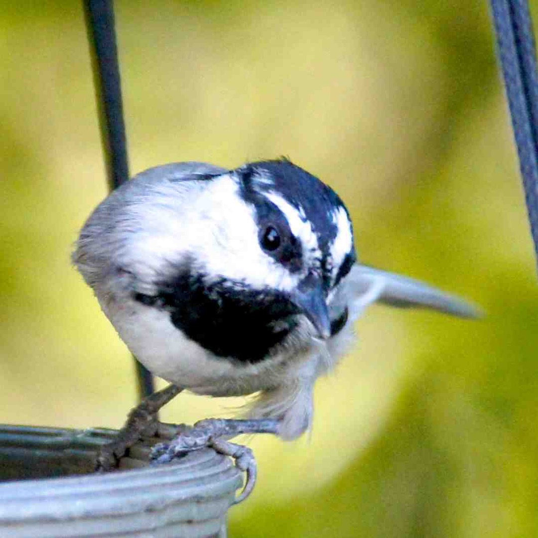 Mountain Chickadee 5217.jpg