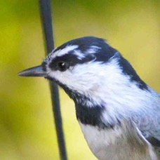 Mountain Chickadee 5218.jpg