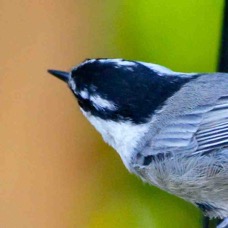 Mountain Chickadee 5228.jpg