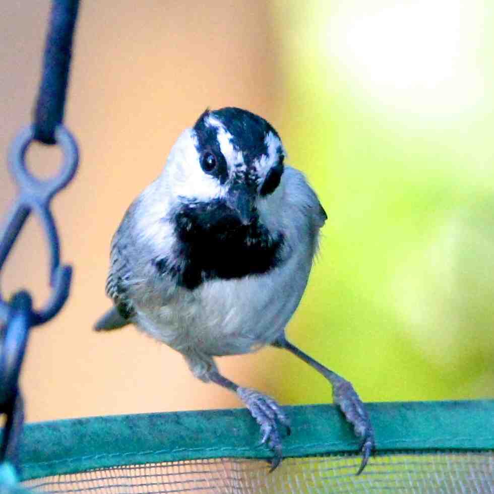 Mountain Chickadee 5247.jpg