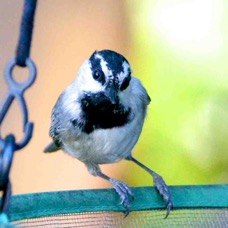 Mountain Chickadee 5247.jpg