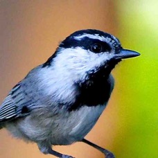 Mountain Chickadee 5248.jpg