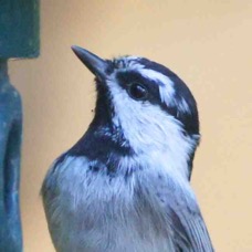 Mountain Chickadee 5268.jpg