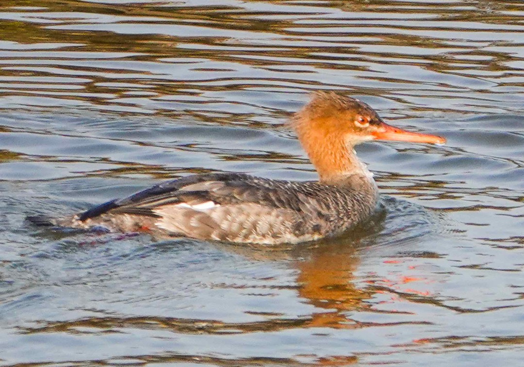 Red-breasted Merganser-78.jpg