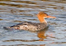 Red-breasted Merganser-78.jpg