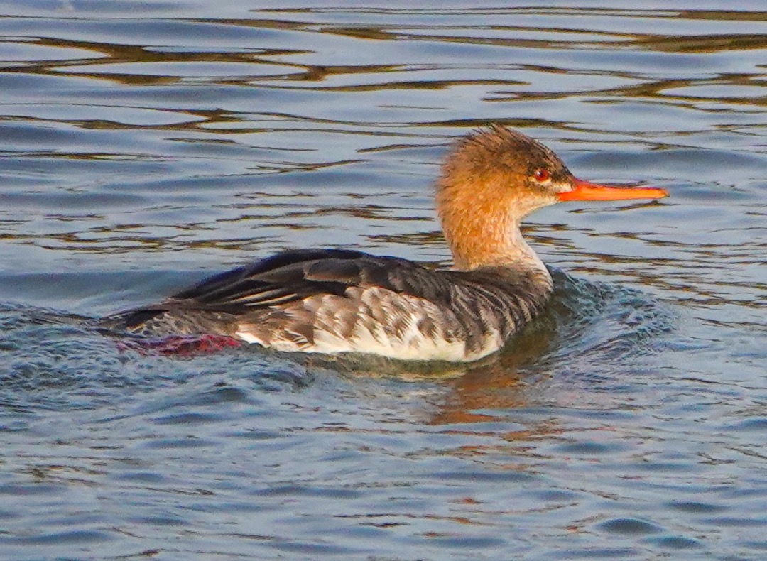 Red-breasted Merganser-81.jpg