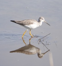 Greater Yellowlegs-89.jpg