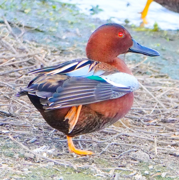 Cinnaman Teal-58.jpg
