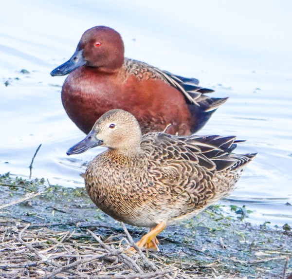 Cinniman Teal male & female-51.jpg