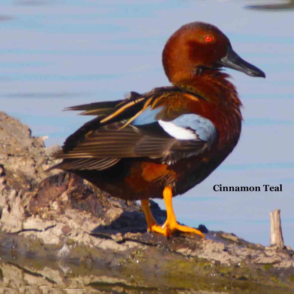 Cinnamon Teal 0279.jpg