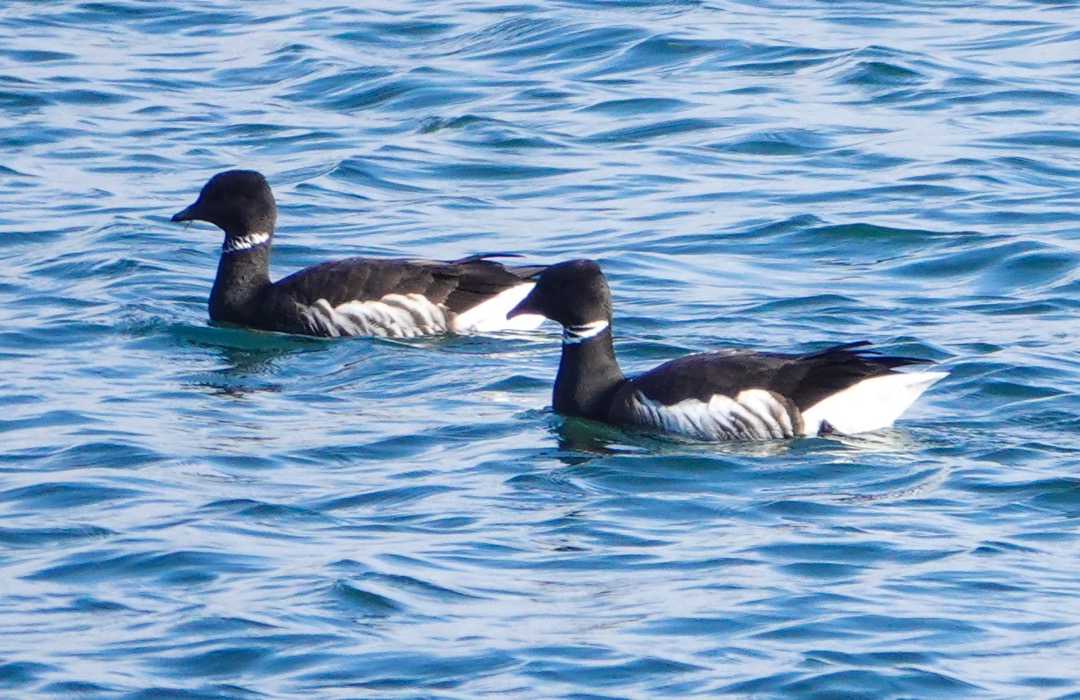 Brant-28.jpg