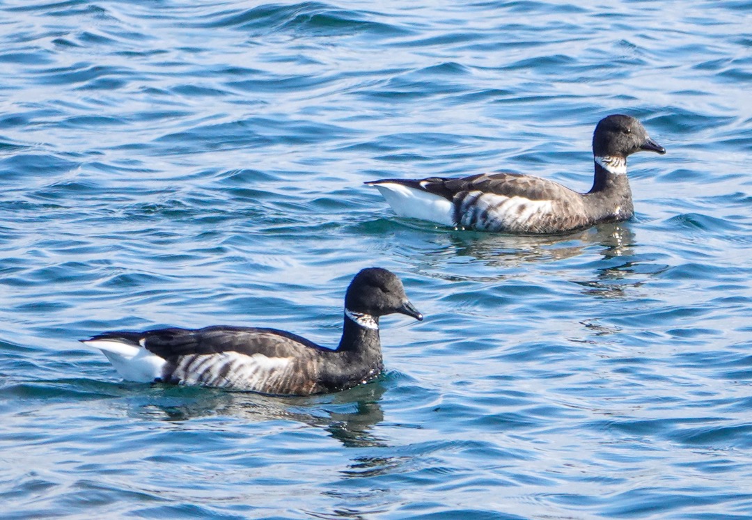 Brant-37.jpg
