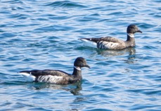 Brant-37.jpg