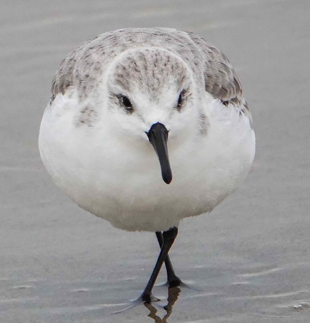 Sanderling-142.jpg