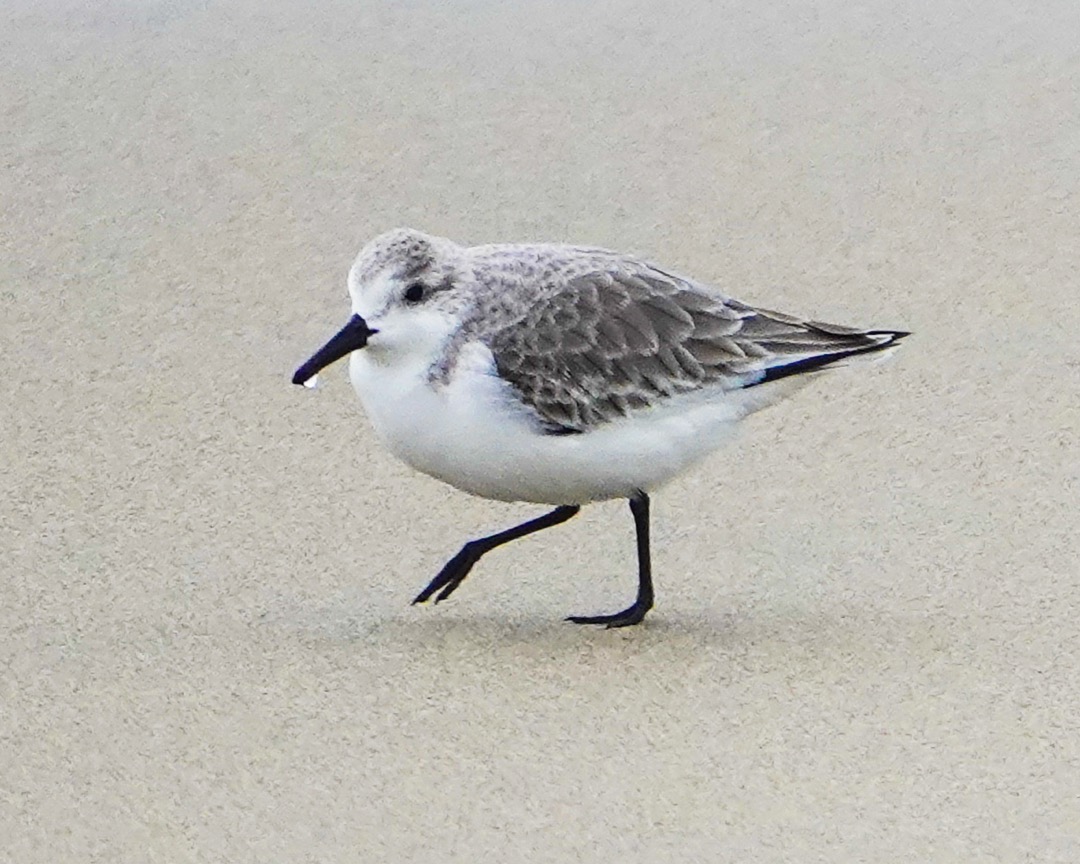 Sanderling-16.jpg