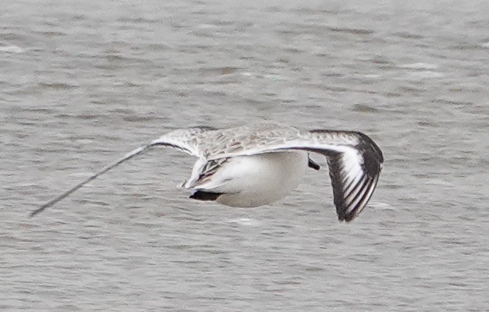 Sanderling-163.jpg