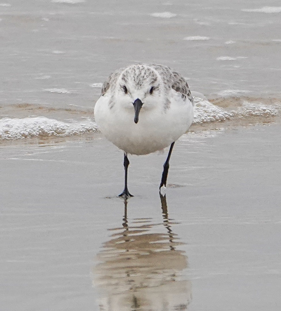 Sanderling-38.jpg