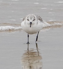 Sanderling-38.jpg