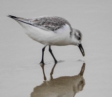 Sanderling-48.jpg