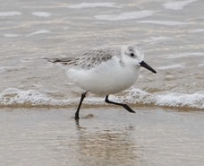 Sanderling-72.jpg