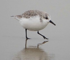 Sanderling-96.jpg