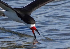 Black Skimmer skimming.jpg