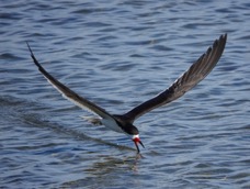 Black Skimmer-139.jpg