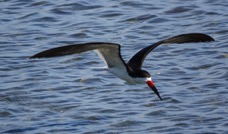 Black Skimmer-140.jpg