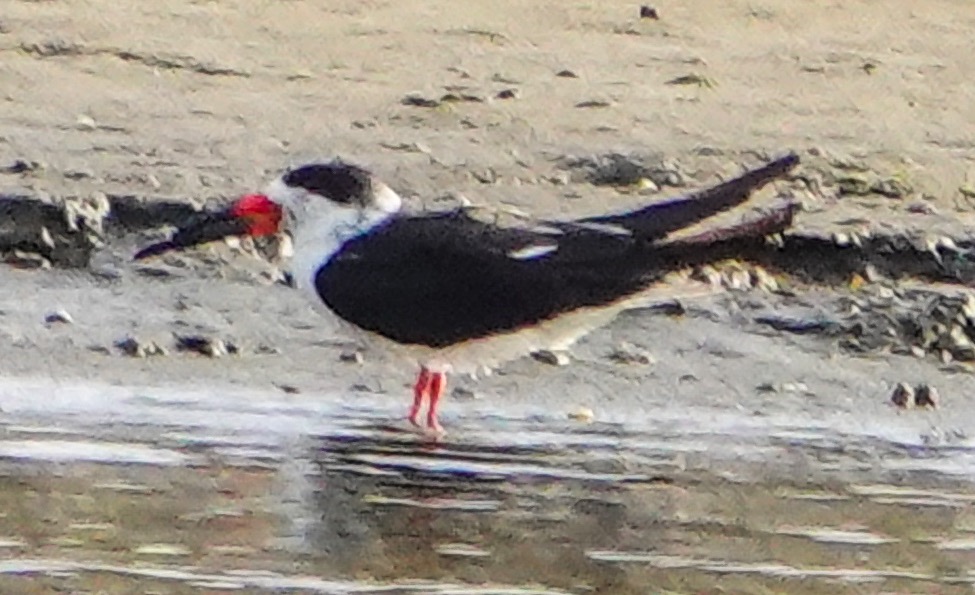 Black Skimmer-57.jpg