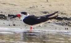 Black Skimmer-57.jpg