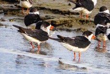 Black Skimmer-91.jpg