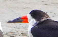 Black Skimmer-95.jpg