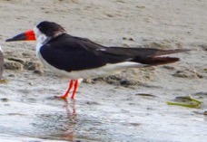 Black Skimmer.jpg