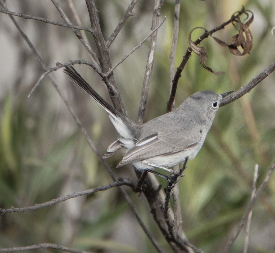 Blue-grey Gnatcatcher-175.jpg
