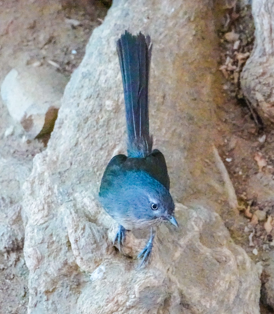 Blue-grey Gnatcatcher-20.jpg