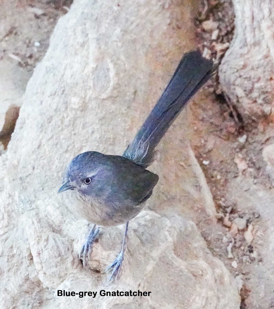 Blue-grey Gnatcatcher-21t.jpg