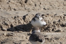 Western Snowy Plover 126t.jpg