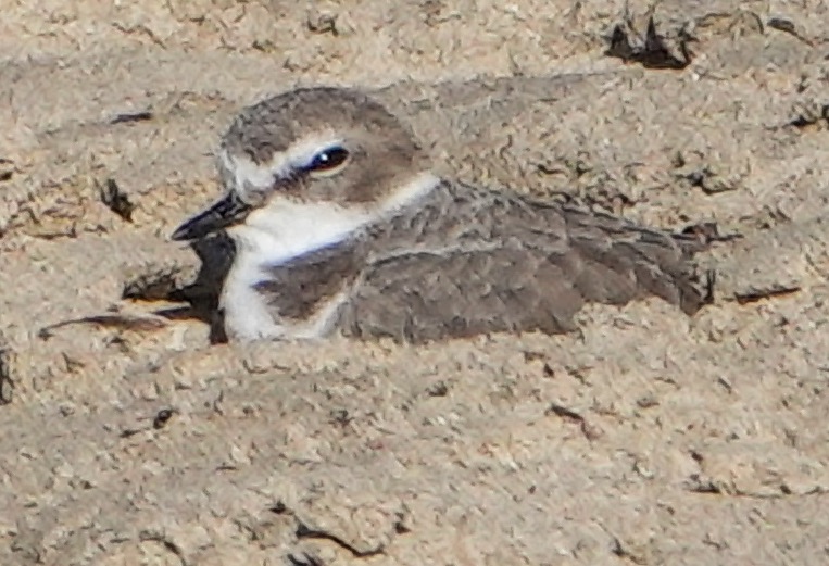 Western Snowy Plover-111.jpg