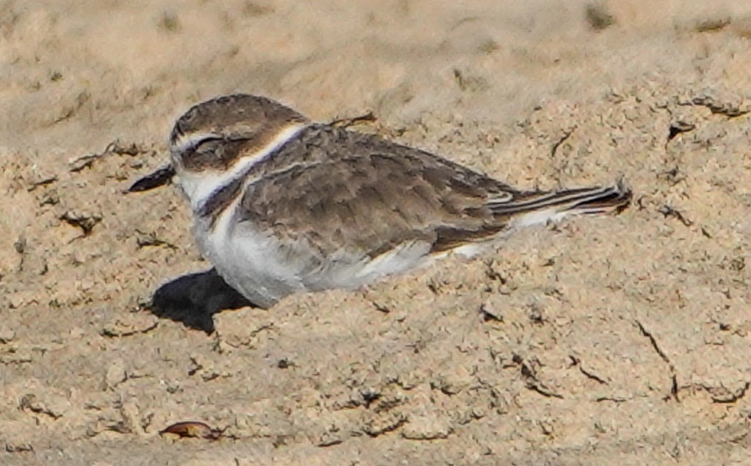 Western Snowy Plover-113.jpg