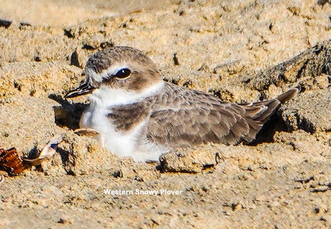 Western Snowy Plover-118t.jpg